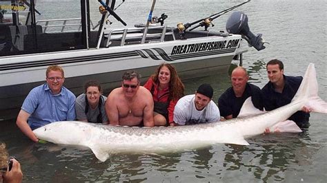 giant frazer|largest fraser river sturgeon.